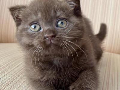 Scottish Chocolate Male & Female - Scottish Fold - Gallery Photo #1