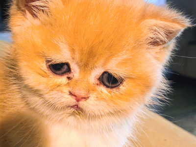 Honey Litter - Brazilian Shorthair - Gallery Photo #1