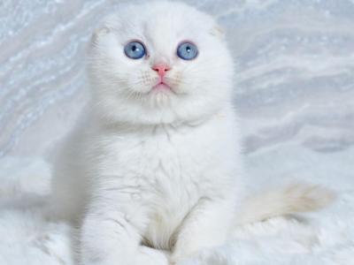 Jeff - Scottish Fold - Gallery Photo #1
