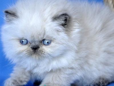 Coco - Persian - Gallery Photo #1