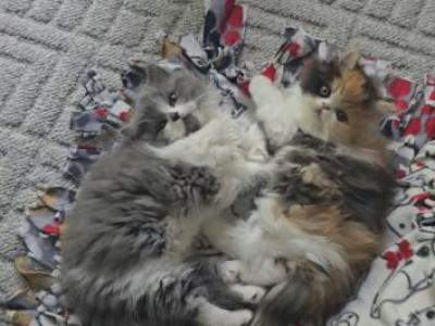 Friends Fur Life - Persian - Gallery Photo #1