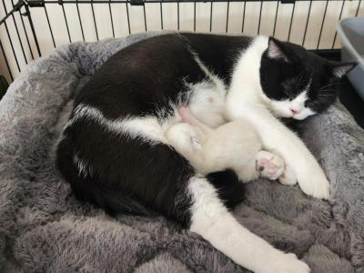 Acension - British Shorthair - Gallery Photo #1