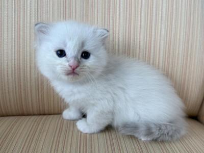 Scottish White Point Male - Scottish Fold - Gallery Photo #1