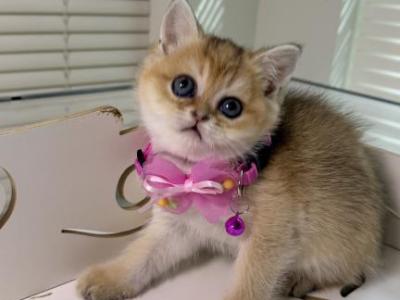 DOLCE - Scottish Fold - Gallery Photo #1