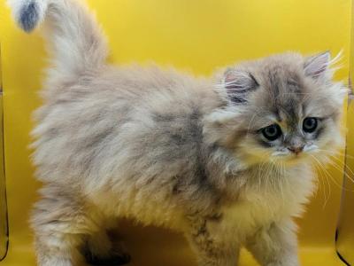 LoveofBrits Dante Chocolate Golden Longhair Boy - Brazilian Shorthair - Gallery Photo #1