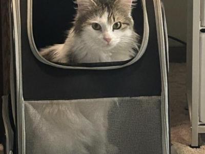 Lincoln - American Longhair - Gallery Photo #1