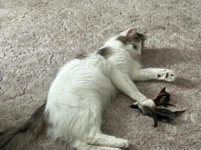 Lincoln - American Longhair - Gallery Photo #1