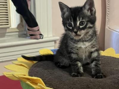 Lil Panther - Bengal - Gallery Photo #1