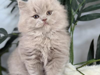 British Longhair Lilac Male - British Shorthair - Gallery Photo #1