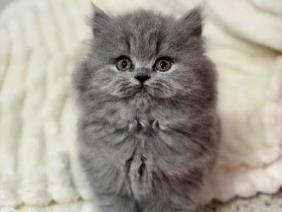 British Longhair Blue Female Ready To Go Home - British Shorthair - Gallery Photo #1