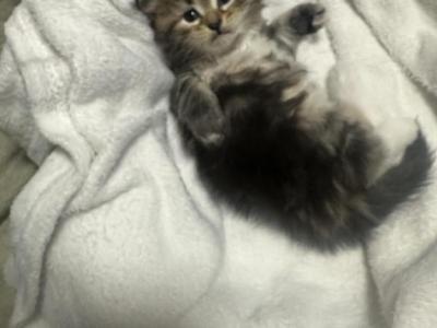 Skye - Siberian - Gallery Photo #1