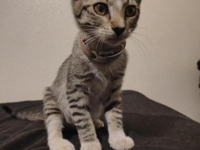 Cha Cha - American Shorthair - Gallery Photo #1