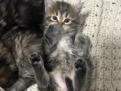 Mochi - Siberian - Gallery Photo #1