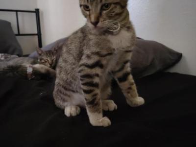 Blaze - American Shorthair - Gallery Photo #1