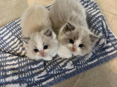 Gaston - Ragdoll - Gallery Photo #1