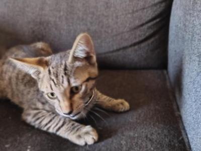 Tigger - American Shorthair - Gallery Photo #1