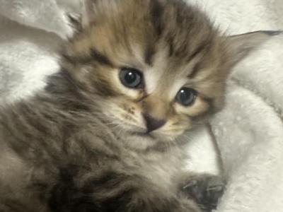 Dumpling - Siberian - Gallery Photo #1