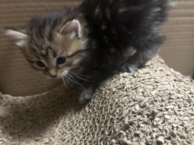 Nugget - Siberian - Gallery Photo #1