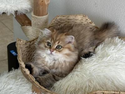 Scottish Fold Straight Kitten - Scottish Straight - Gallery Photo #1