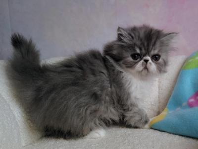 Persian Female Bicolor - Persian - Gallery Photo #1