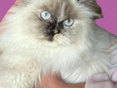 Persian Female - Himalayan - Gallery Photo #1