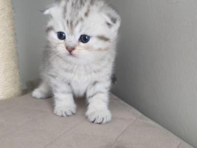Charming - Scottish Fold - Gallery Photo #1