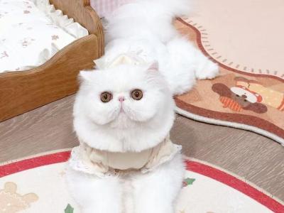 Sweet - Persian - Gallery Photo #1