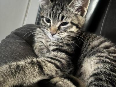 Grey Girl Cat Is Called May - Bombay - Gallery Photo #1