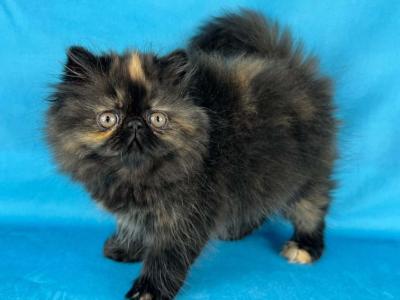 Daphne - Persian - Gallery Photo #1
