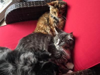 Molly And Marshall - Maine Coon - Gallery Photo #1