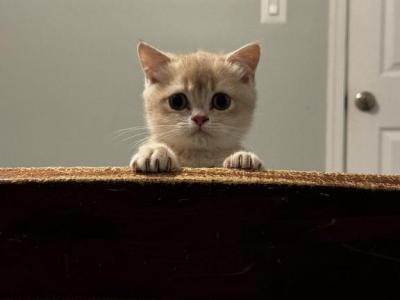 Mica - British Shorthair - Gallery Photo #1