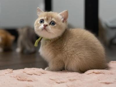 Mica - British Shorthair - Gallery Photo #1