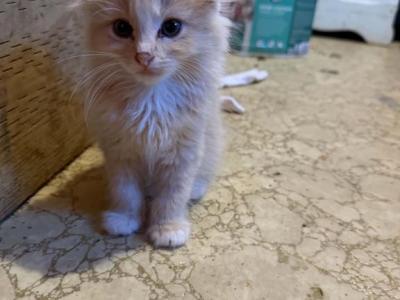 Caser - American Longhair - Gallery Photo #1