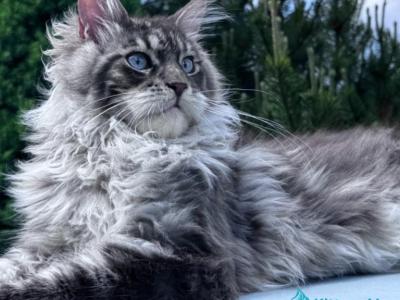 Lexi - Maine Coon - Gallery Photo #1