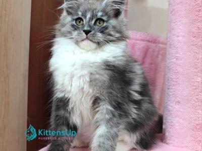 Tina - Maine Coon - Gallery Photo #1