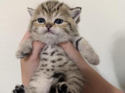 Nala - Scottish Straight - Gallery Photo #1