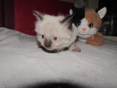 Kittens Deposit - Ragdoll - Gallery Photo #1