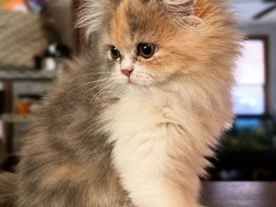 Dilute Calico Persian - Persian - Gallery Photo #1