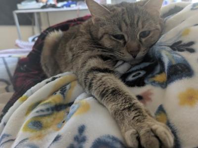 Reeses - American Shorthair - Gallery Photo #1