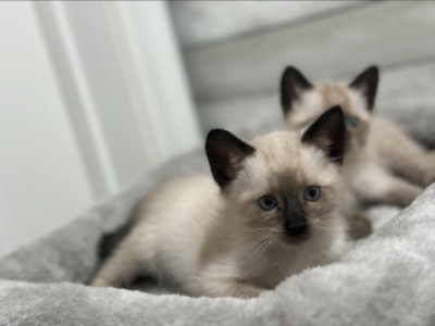 Siamese Kitty - Siamese - Gallery Photo #1