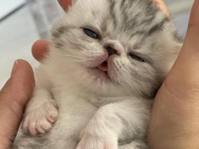 Exotic Shorthair - Exotic - Gallery Photo #1