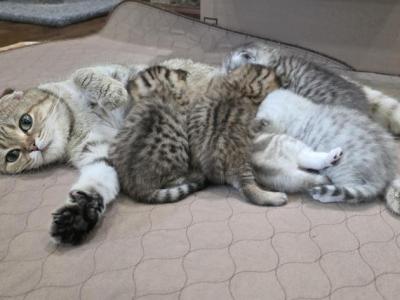 Bruno Litter - Scottish Fold - Gallery Photo #1
