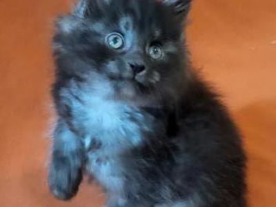 Maine Coon Kittens - Maine Coon - Gallery Photo #1