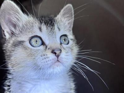 Derpy - Scottish Straight - Gallery Photo #1