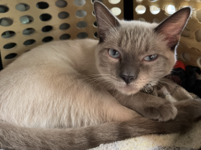 Yuki - Siamese - Gallery Photo #1