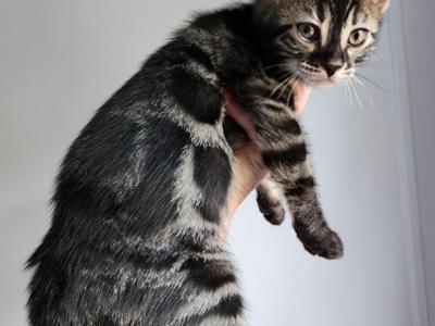 Charcoal Bengal Kitten For Sale In Florida - Bengal - Gallery Photo #1