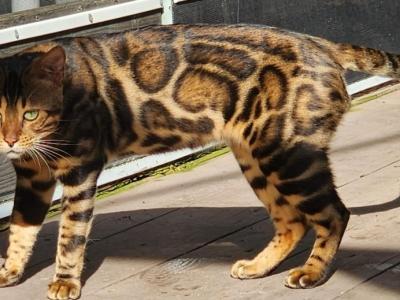 Bengal Cat Stud Tom Service Available - Bengal - Gallery Photo #1