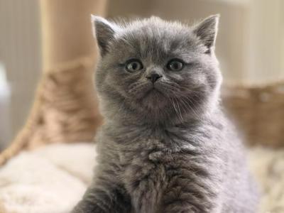 Caleb - British Shorthair - Gallery Photo #1