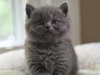 Adam - British Shorthair - Gallery Photo #1