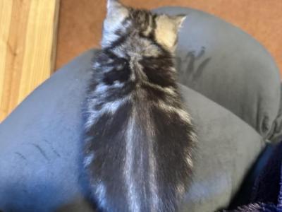 Elvis From Q'Bella - British Shorthair - Gallery Photo #1